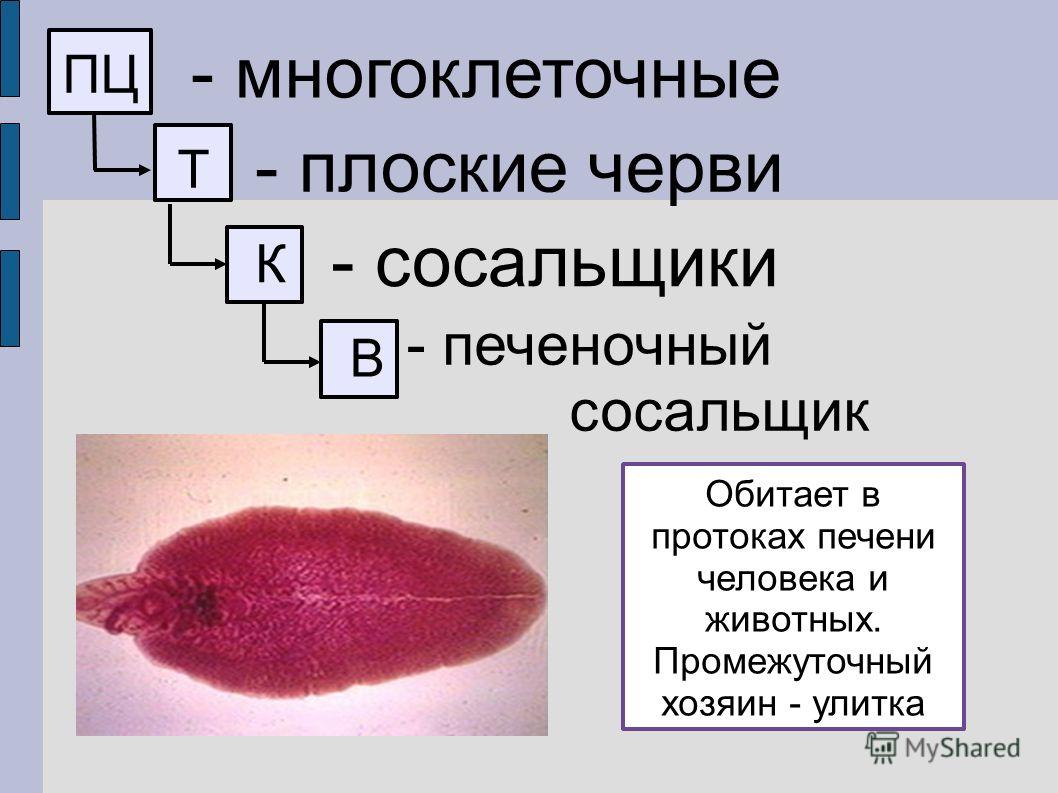 Кракен kr2web in сайт официальный